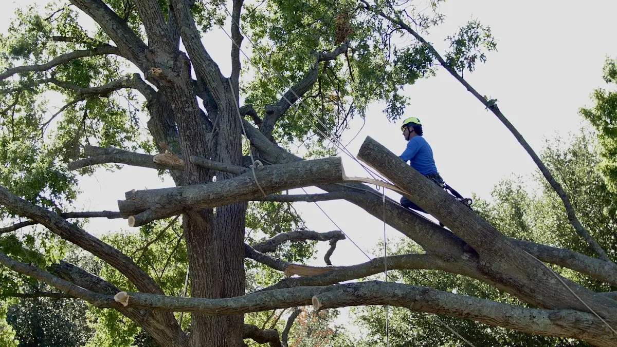 Professional Hazardous Tree Removal performed by certified arborists in New Egypt